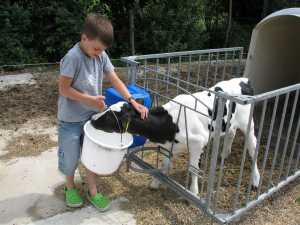 Kind voert kalfje op boerderij
