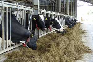 Etende koeien in stal