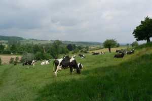 Grazende koeien in heuvellandschap